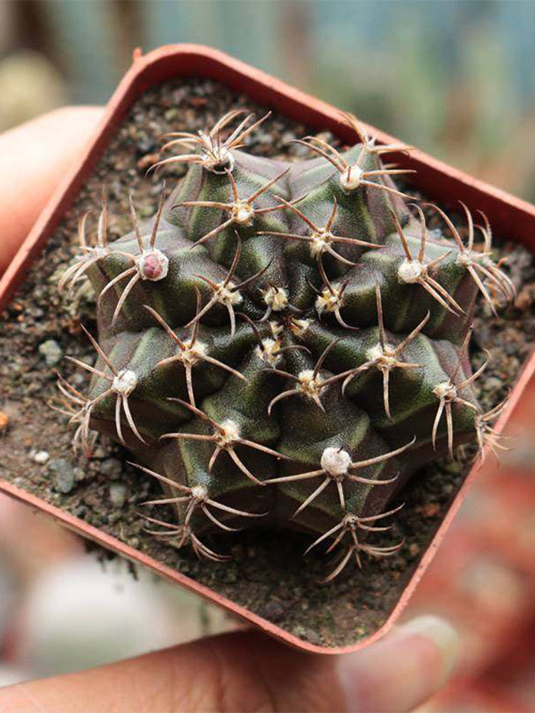 'Ruiyun Peony' Live Cactus