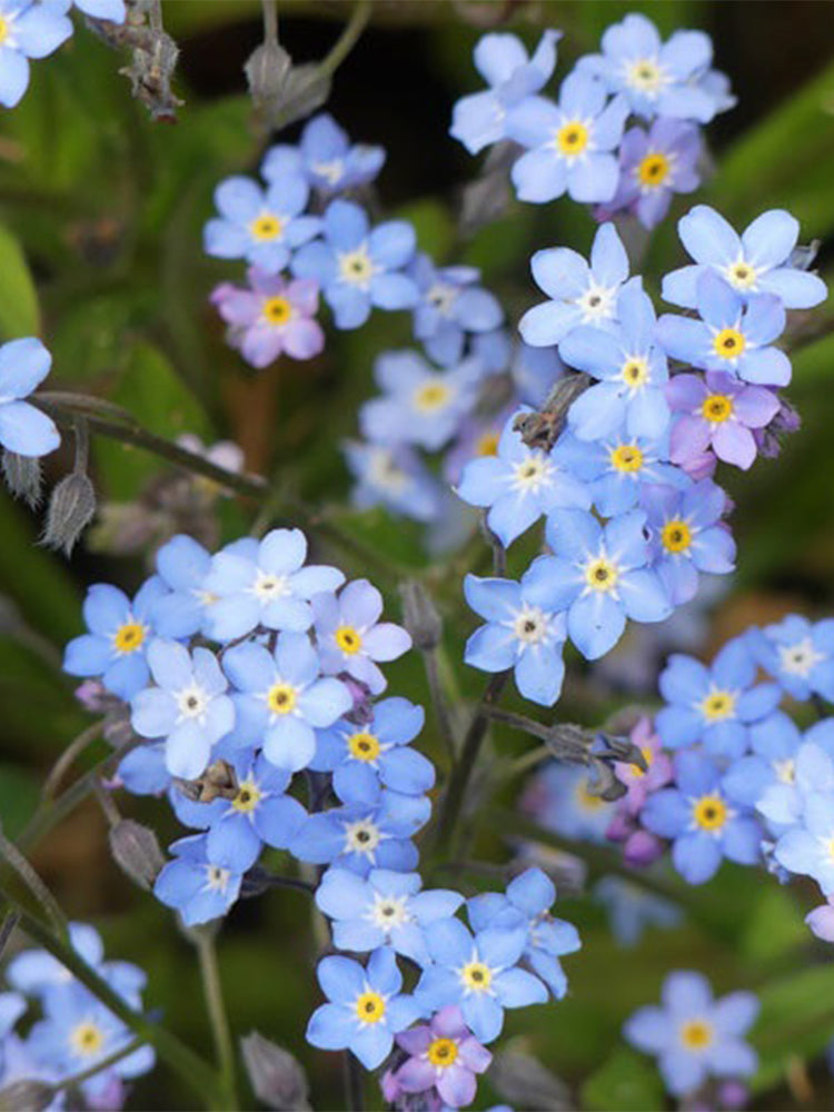 Blue Alpine Forget-Me-Not