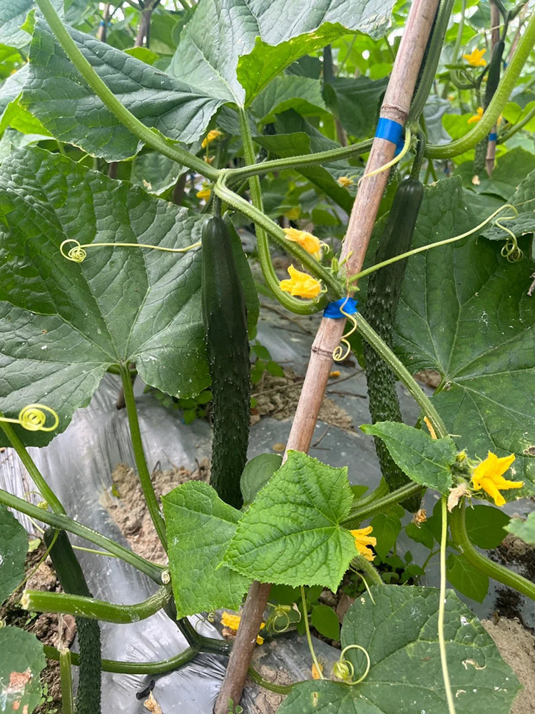 Boya 533 Cucumber
