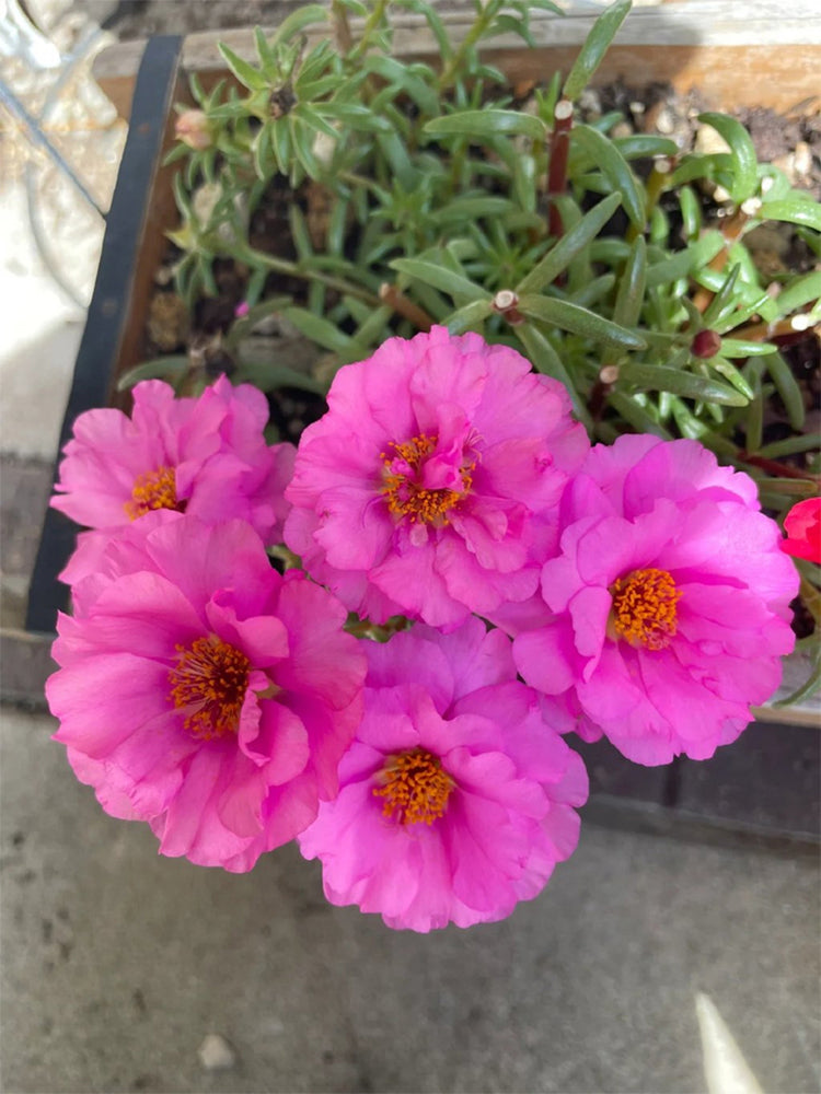 Hezhichun Rose-red Portulaca
