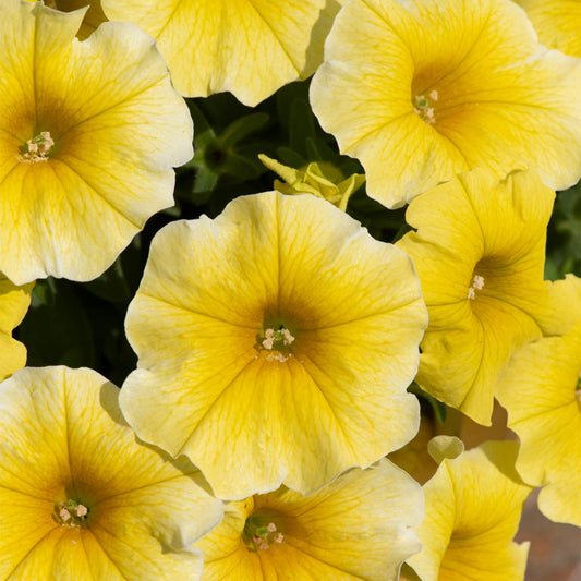 U2332 Caliburst Yellow F1 Petchoa