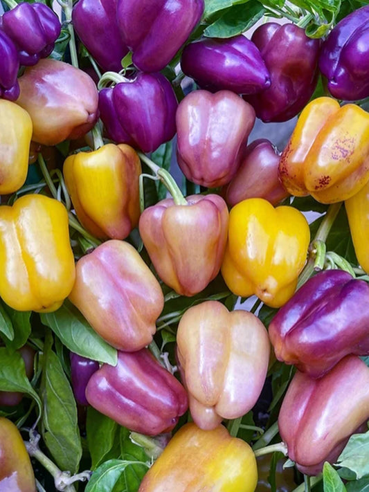 Violgo Sweet Pepper