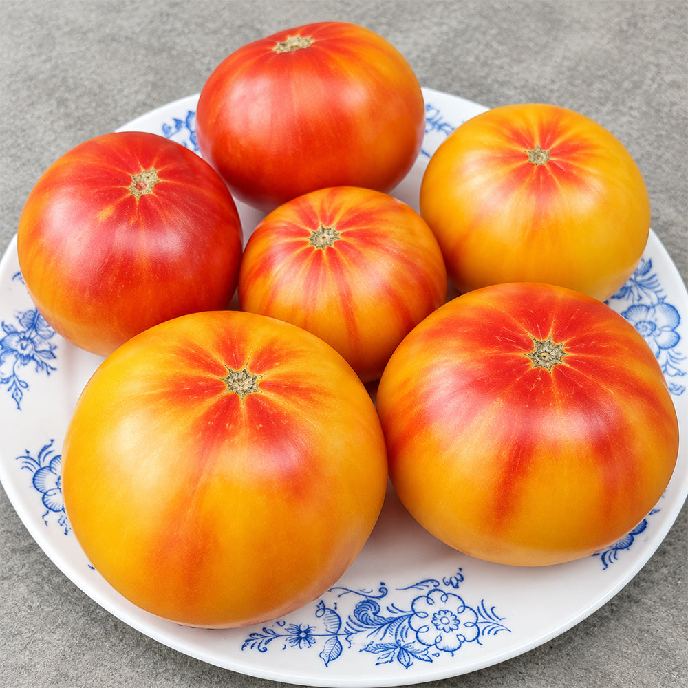 131 Dwarf Russian Swirl Tomato