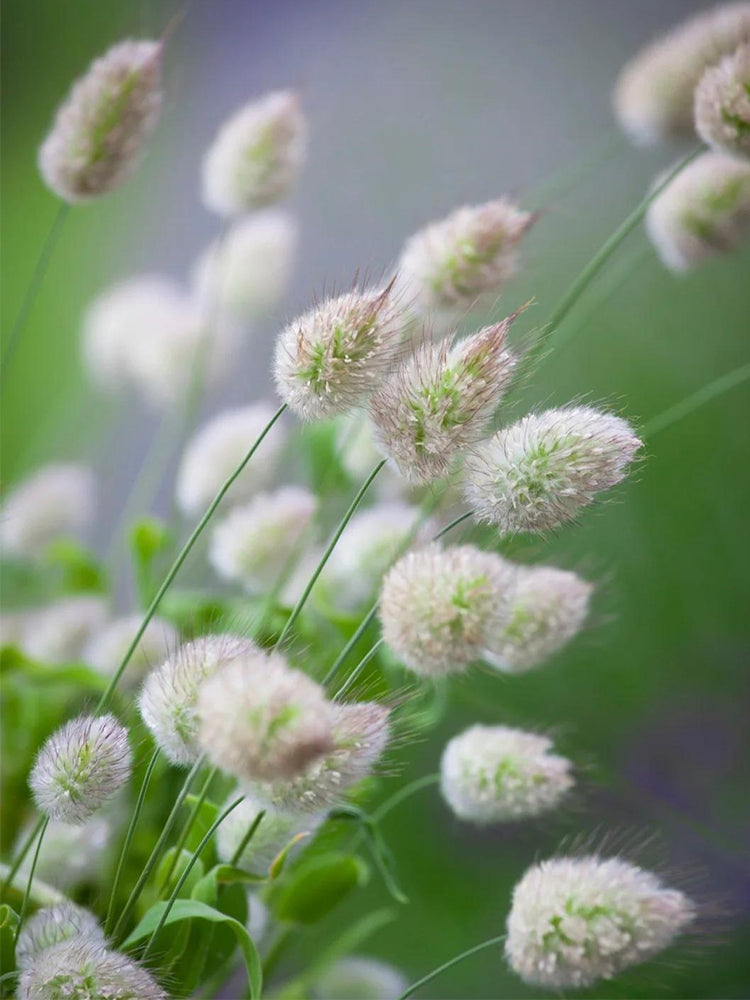 Hezhichun Bunny Tail Grass