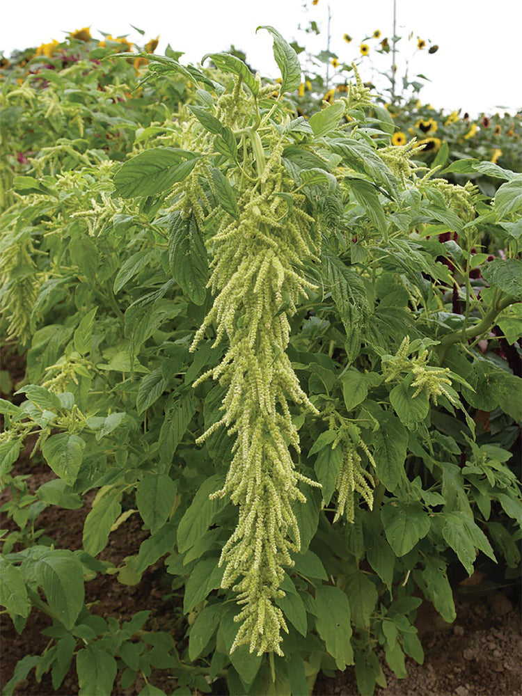 Green Love-lies-bleeding Flower