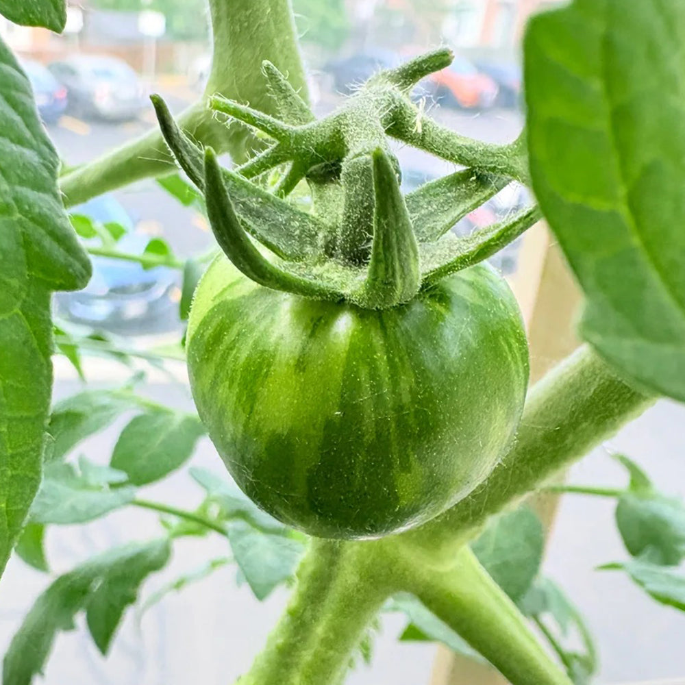 Sandy-Fleshed Cherry Tomato