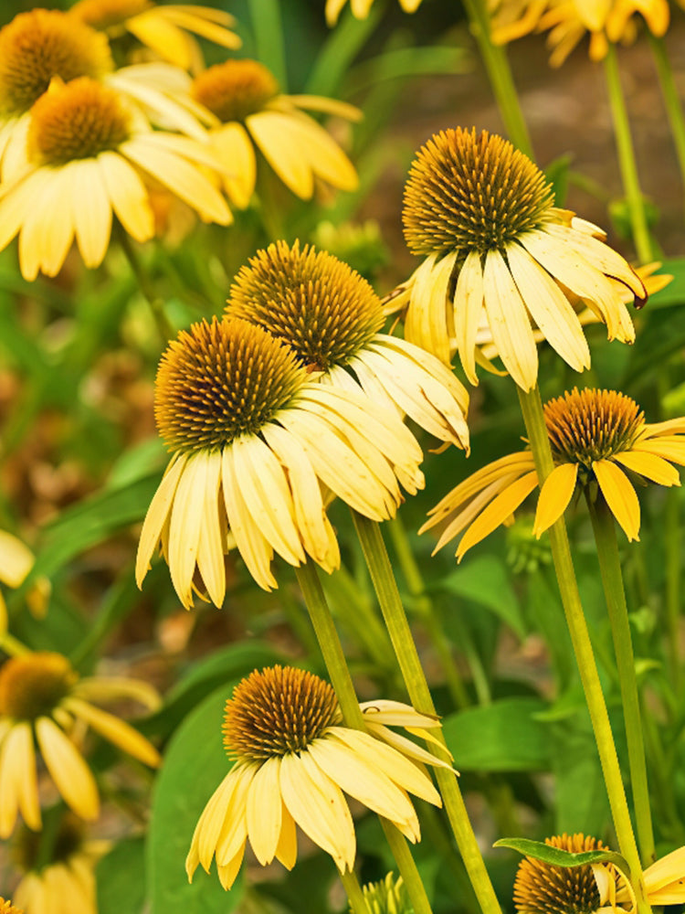 Echinacea purpurea 'Mellow Yellows'