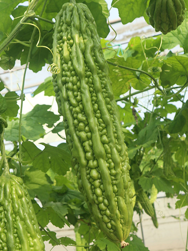 'Saibilu' Bitter Melon