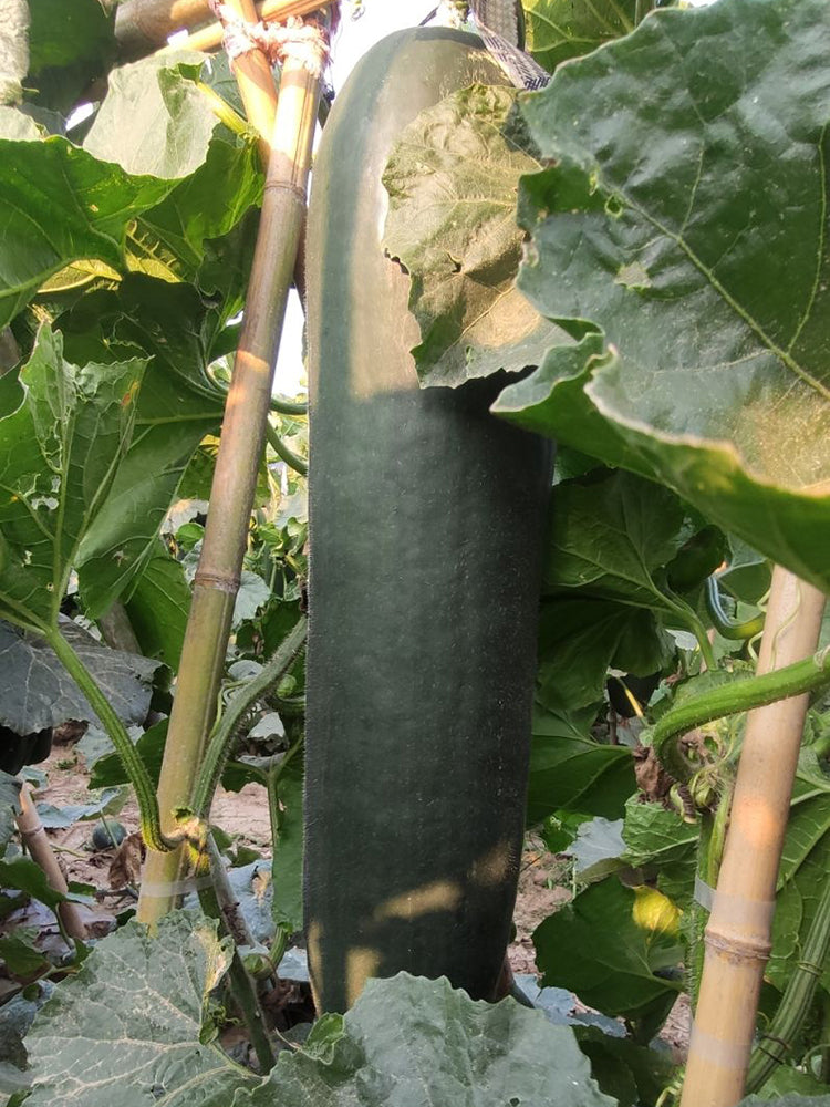 Iron-Heart Black Missile Winter Melon