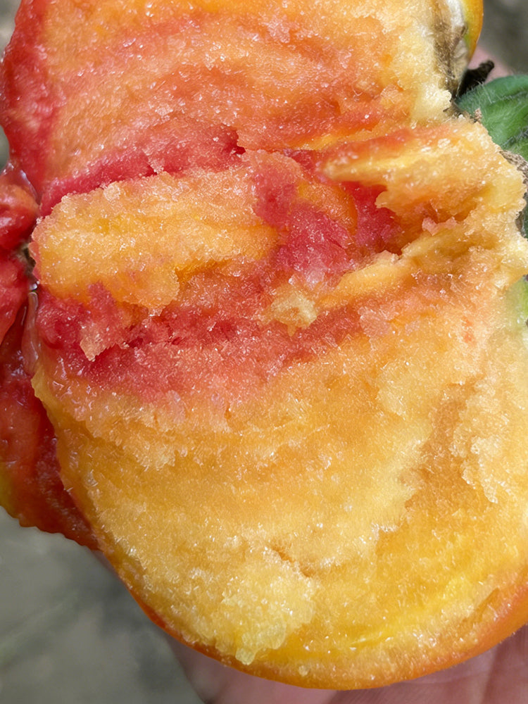 Cocktail Fruit Tomato