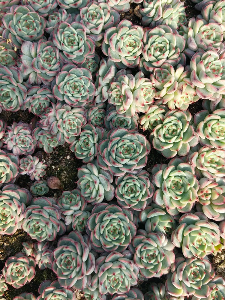 Echeveria cv. 'Starlight Jenny'
