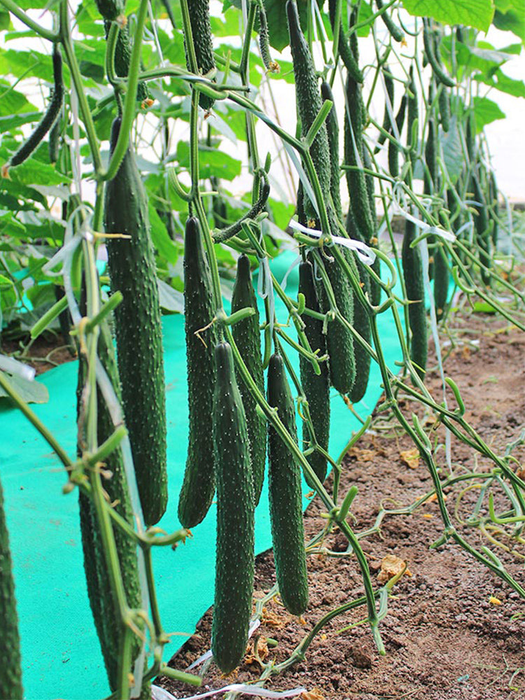 'Holland 35' Cold-Tolerant Cucumbers