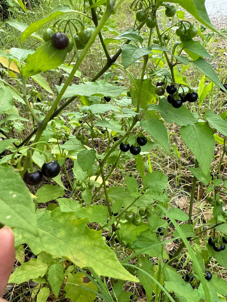 Black Nightshade