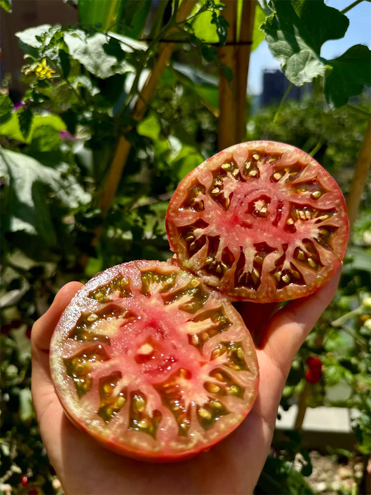 Cherokee Purple Tomato