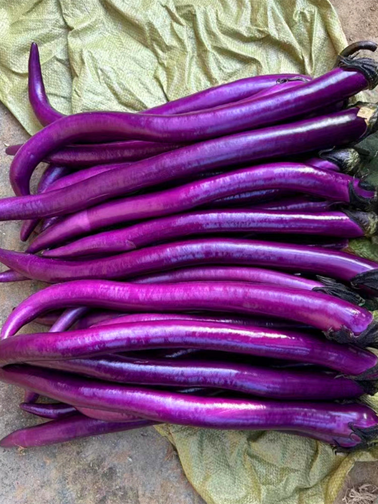 'Xianfeng' Eggplant