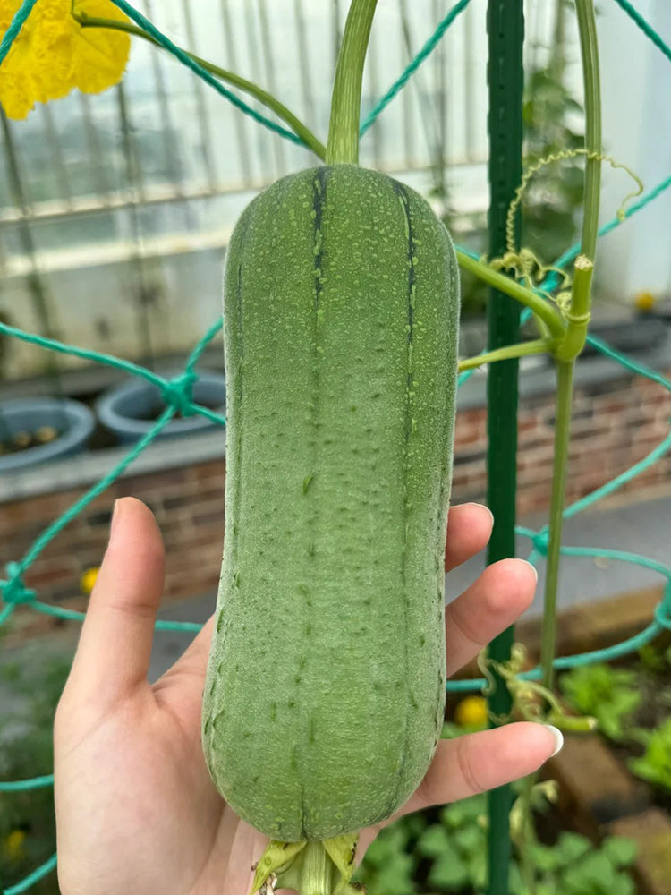 Yucui Sponge Gourd