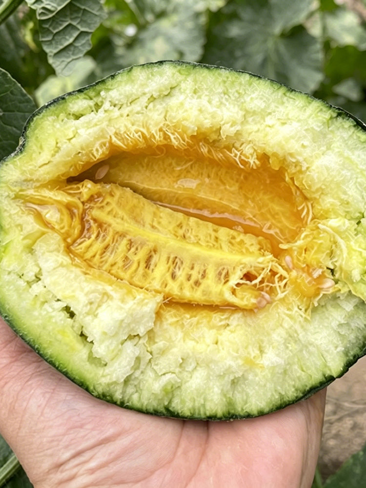 Sweet Mealy Black Skin Melon