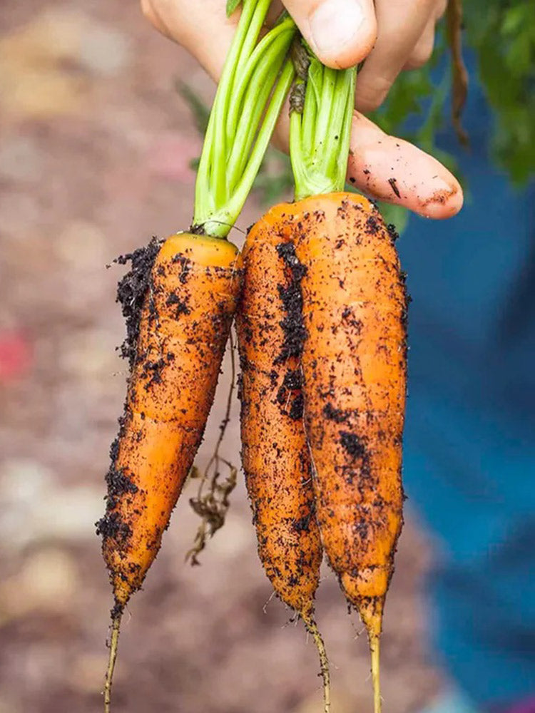 Dutch Mini Carrots