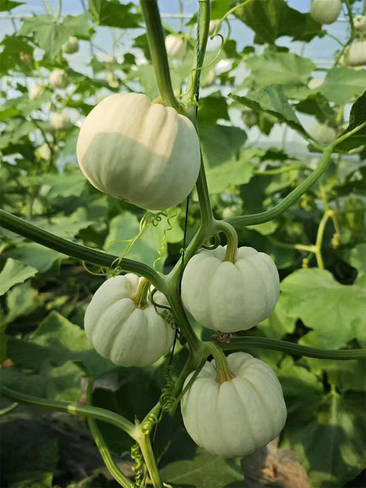 Tianzi Yubei White Baby Pumpkin