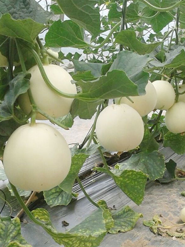 White Sweet Melon( Sugar Jar Melon)