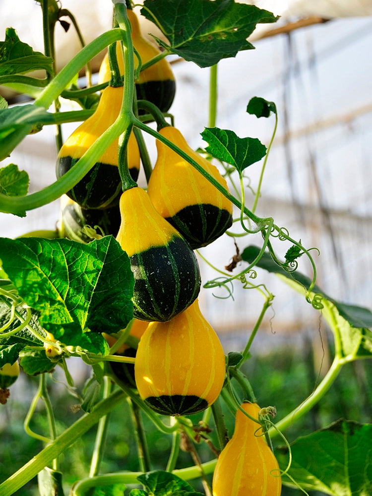 Little Rascal Gourd