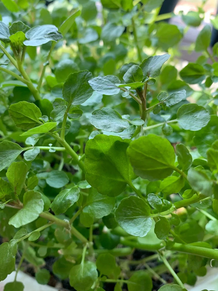 Watercress