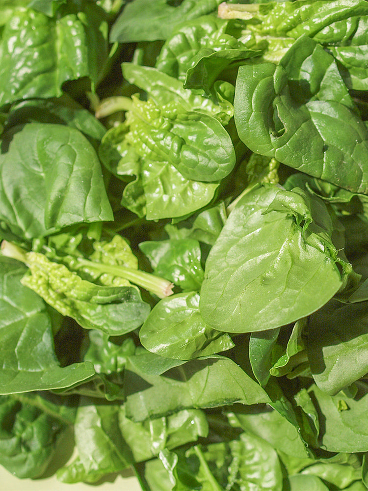 'Nongdianzan' Creamy Malabar Spinach