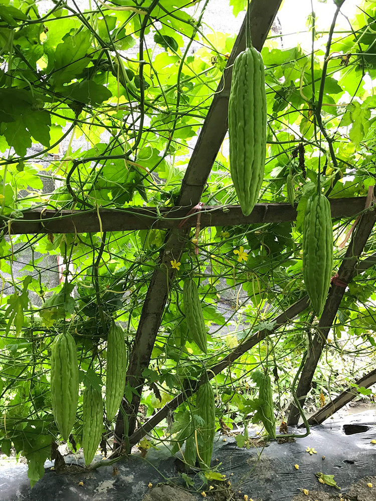 Jiemei 13 Bitter Gourd