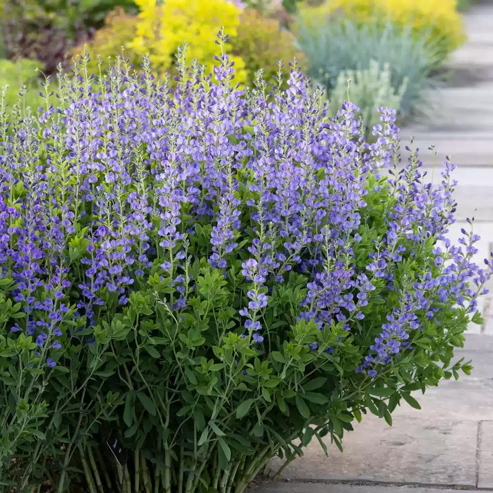 U2221 Blue False Indigo
