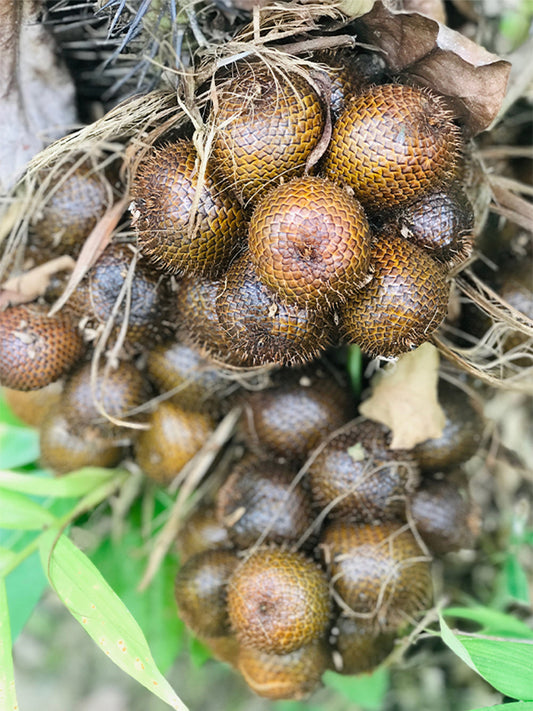 Salak Palm