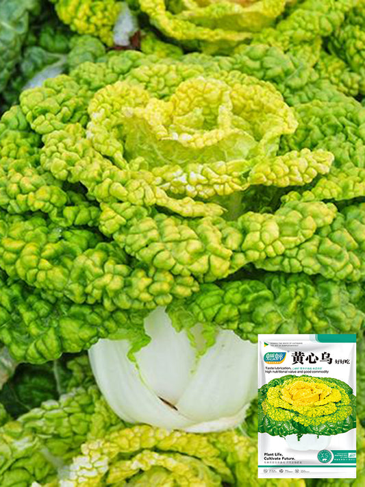 Yellow-Heart Flat Cabbage