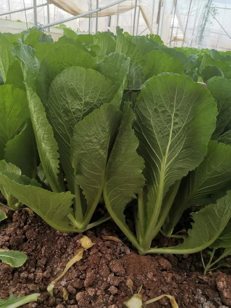 Dwarf Sweet Spring Choi