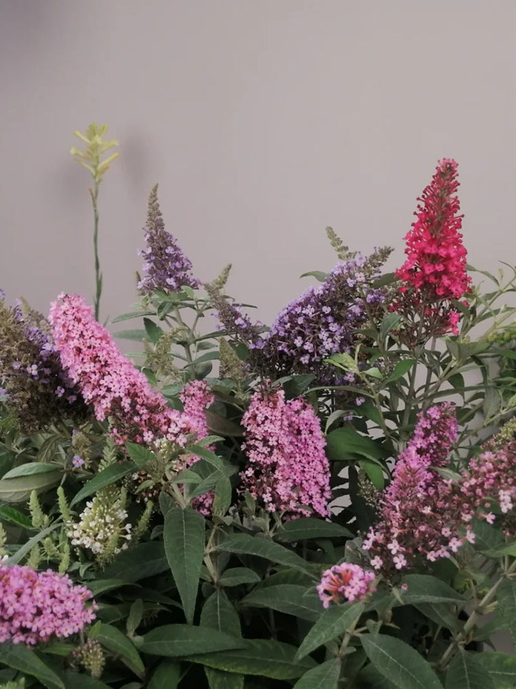 Mixed Butterfly Bush