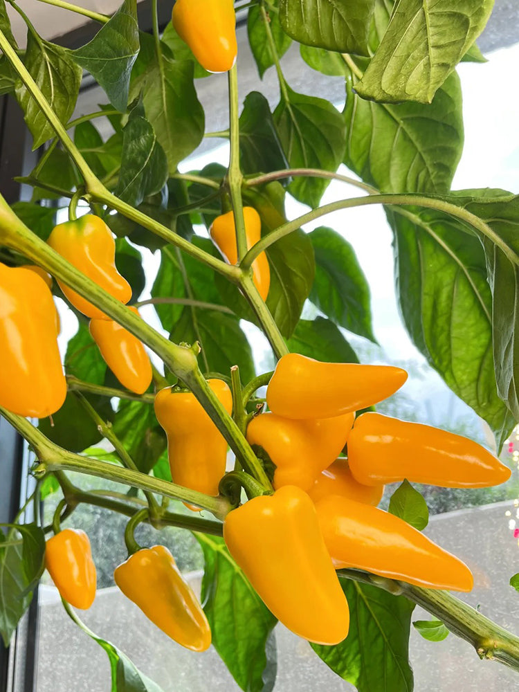 Mini Yellow Sweet Pepper