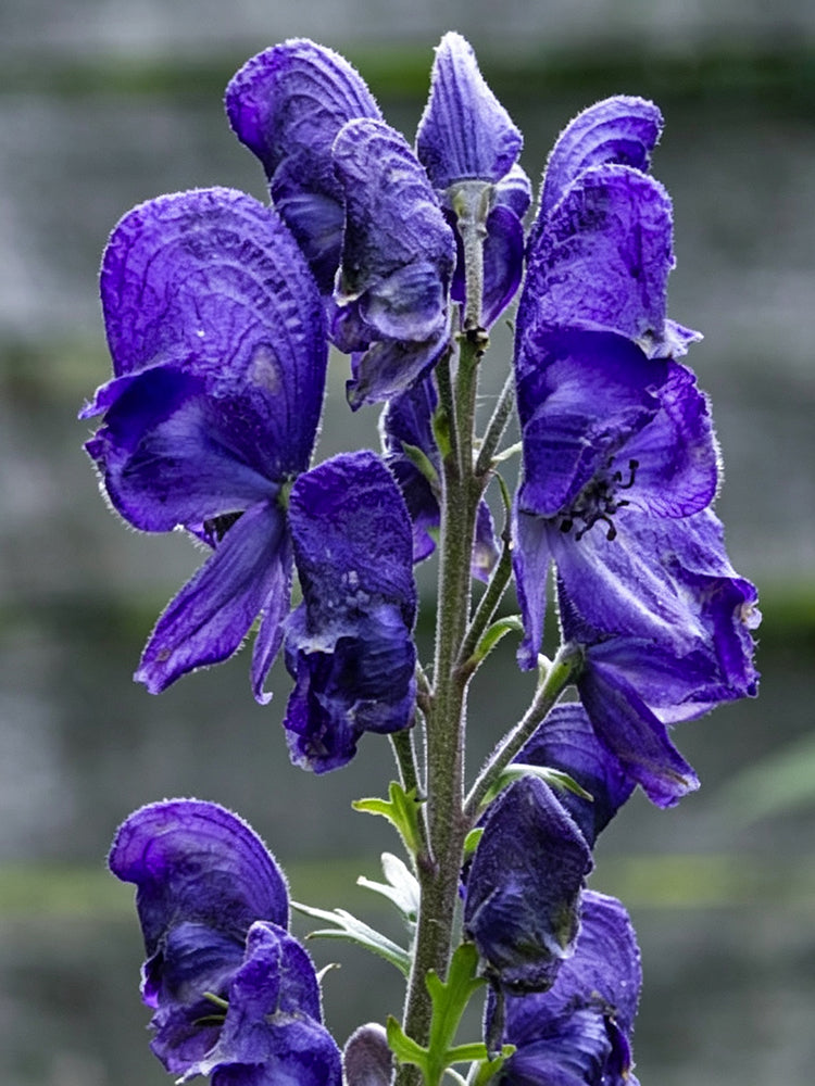 European Aconite