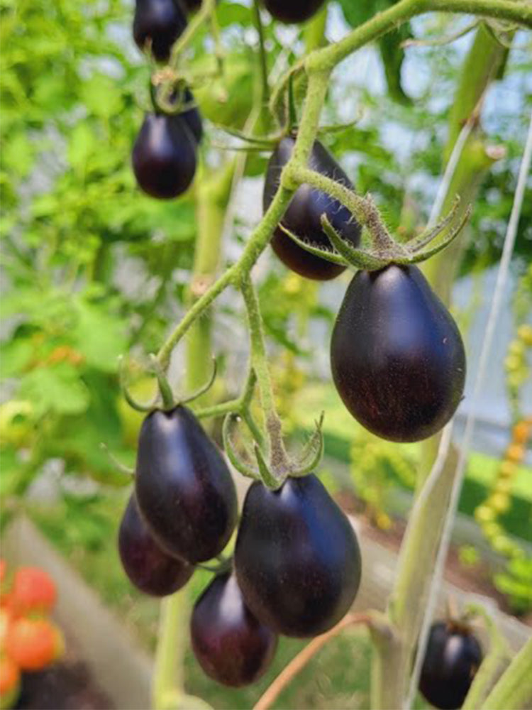 Blue Keyes Tomato