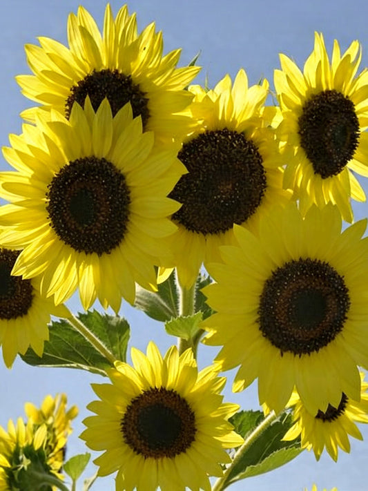 Lemon Yellow Sunflower