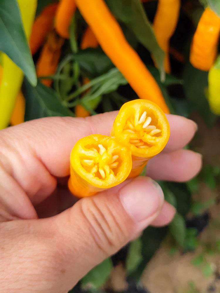 'Yellow La Mei' Long Chili Peppers