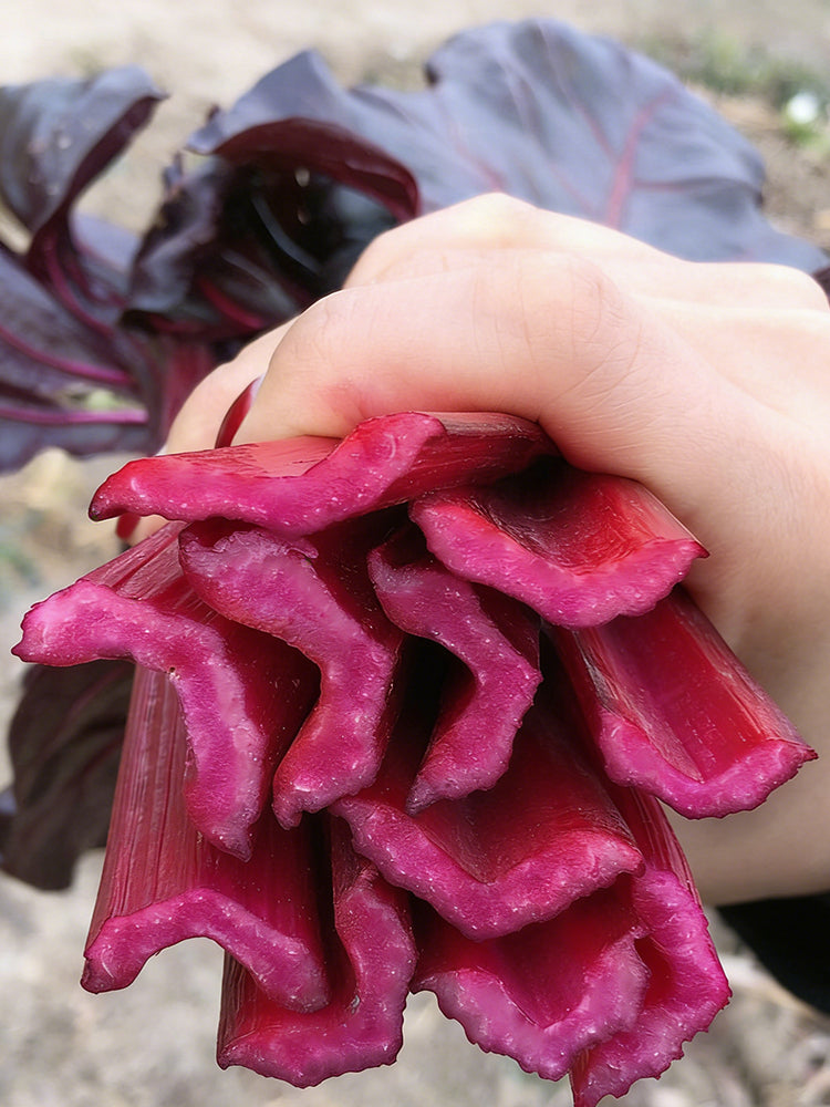 Purple Red Leaf Beet