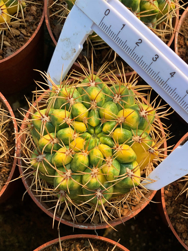 Variegated Gymnocalycium baldianum