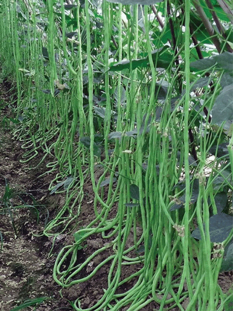 Ganzhimei Yardlong Beans