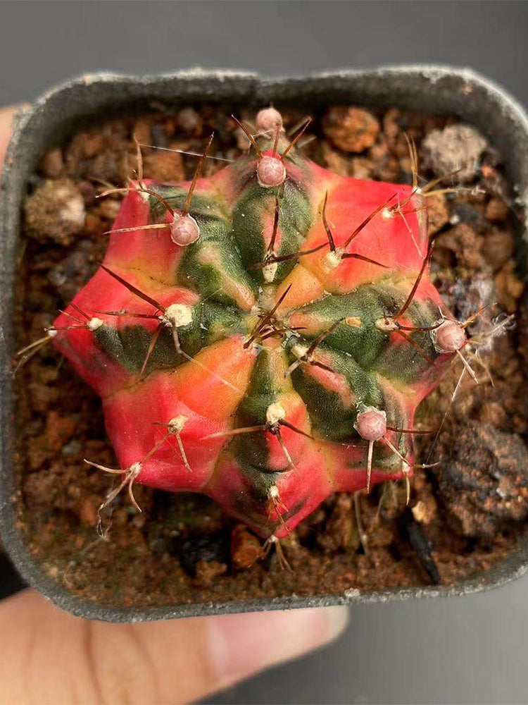 Gymnocalycium mihanovichii Variegata 'Glowing Peony'