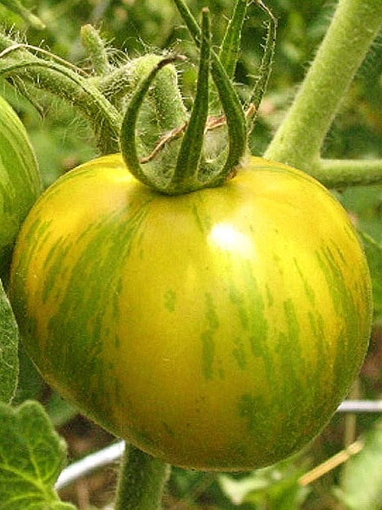 Sandy-Fleshed Cherry Tomato