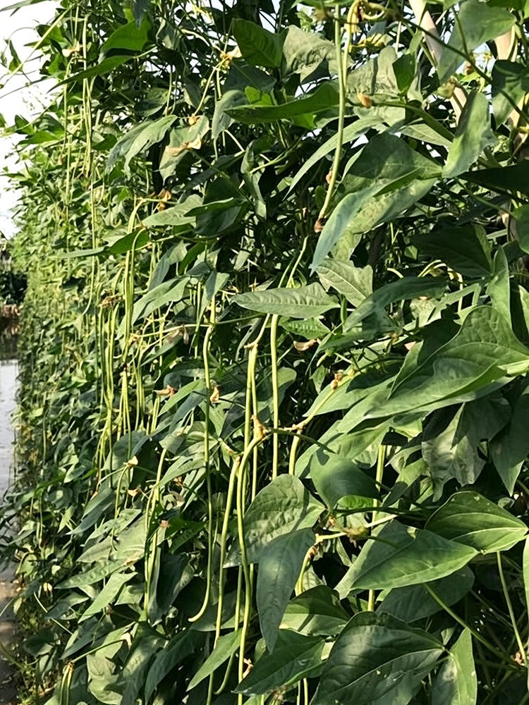 Green General Yardlong Bean