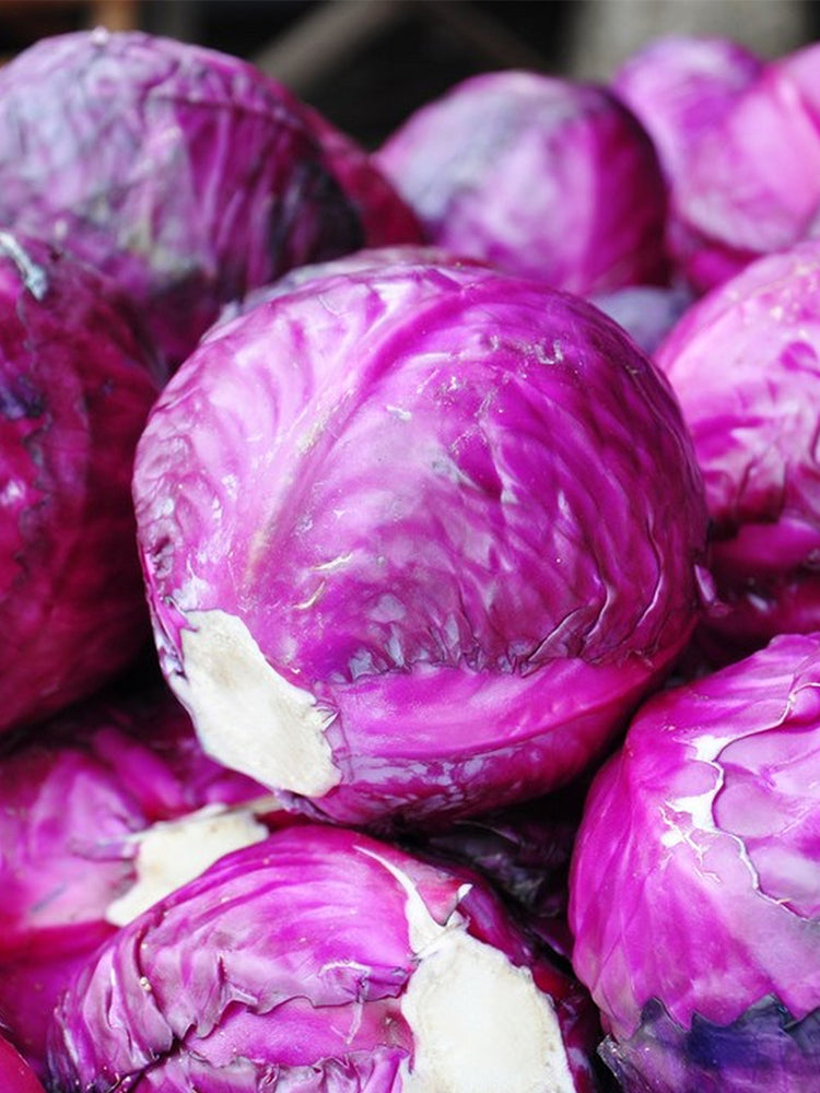 'Purple Crystal' Cabbage