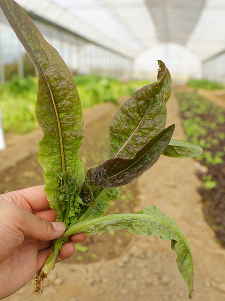 Jiemei Red Leaf Lettuce