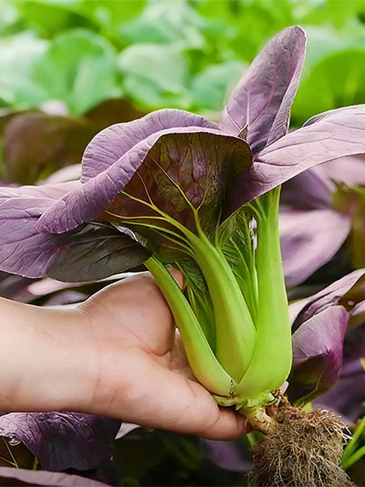 'Zitong' Purple Bok Choy