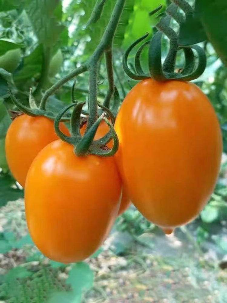 Yellow Roman Tomato