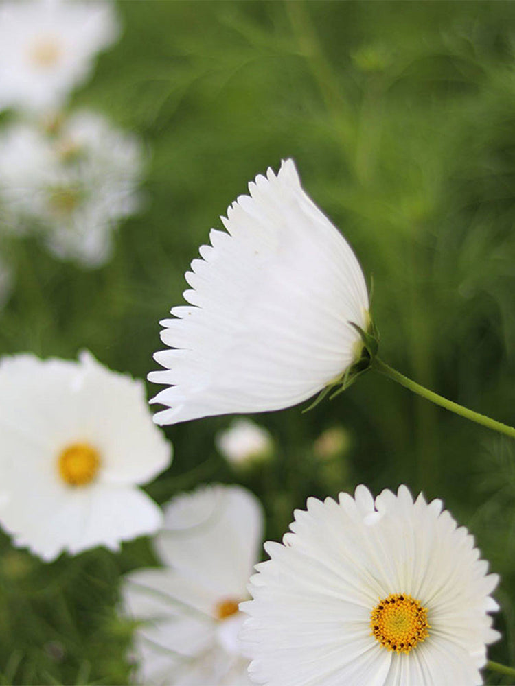 Hezhichun Cosmos bipinnatus 'Cupcakes White'