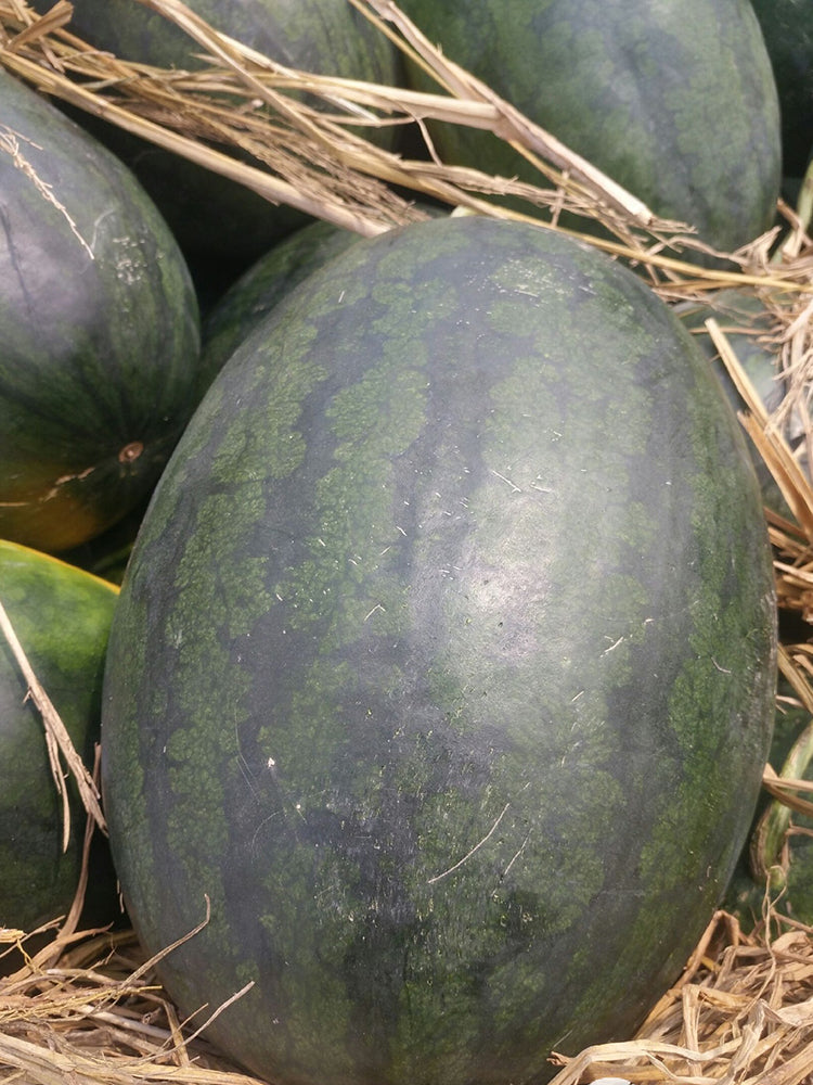 'Midnight Emperor' Black Beauty Watermelon